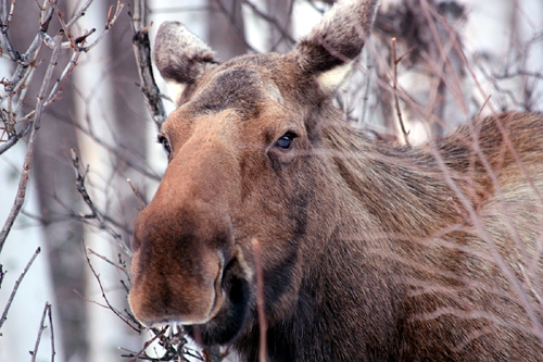 We also photograph Wildlife during the day! Like this Beautiful Cow Moose!!