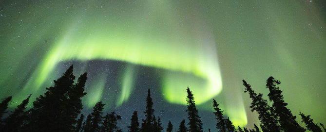 The Aurora Curtain dances over some Spruce Trees in Alaska