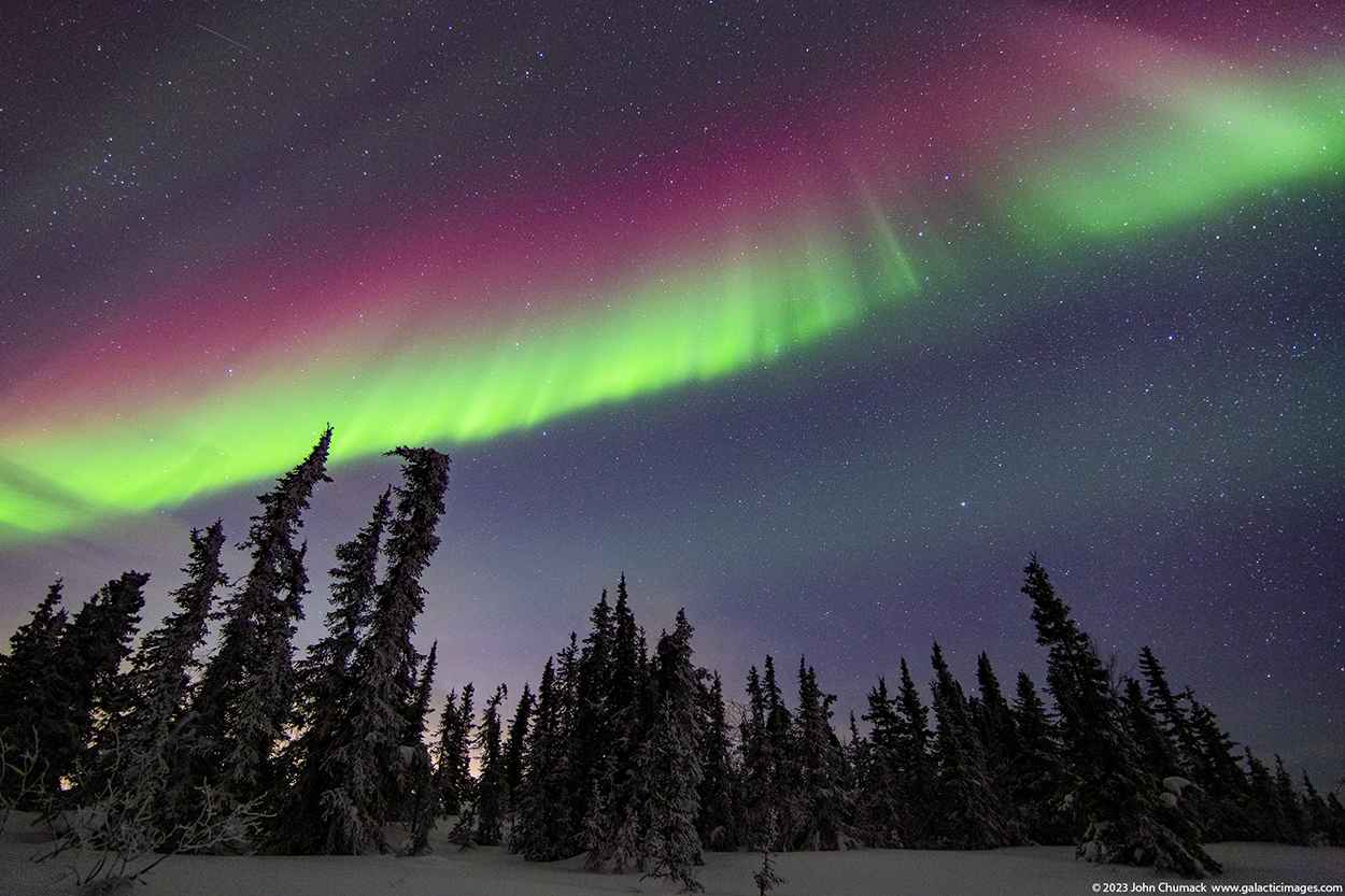 Aurora above Frozen Black Spruce Trees